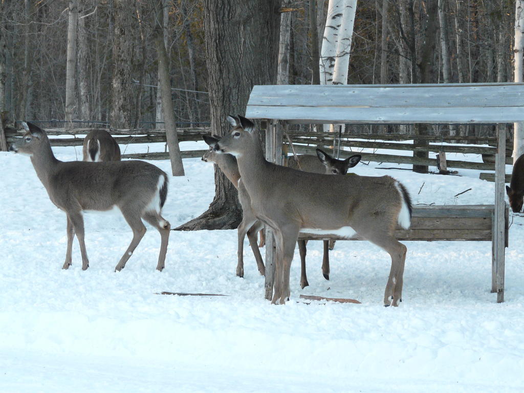 Auberge Des Gallant Rigaud Esterno foto